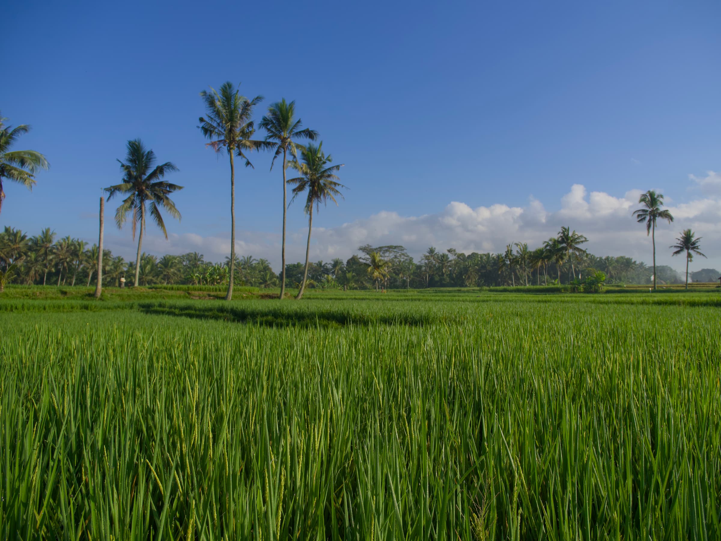 Bali